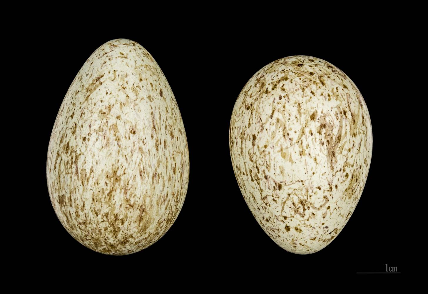 File:Corvus corax tingitanus MHNT 232 HdB Djebel Messaad Algerie.jpg by Didier Descouens is licensed under CC BY-SA 3.0